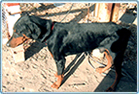 Click here to see big Image.